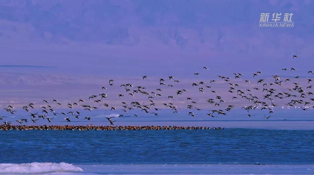 秀我中國(guó)｜青?？婶斂撕叭绠?huà)