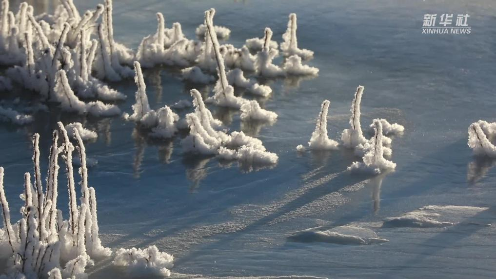 青海祁連：晨暉染霧凇