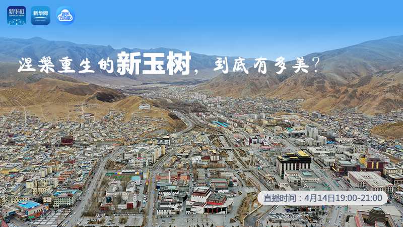 涅槃重生的新玉樹，到底有多美？