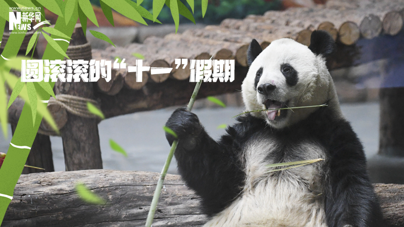 三江源慢直播丨圓滾滾的&ldquo;十一&rdquo;假期