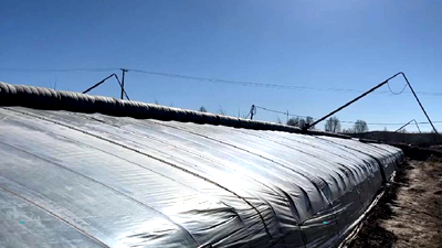 新鮮！青藏高原長(zhǎng)出&ldquo;熱帶水果&rdquo;