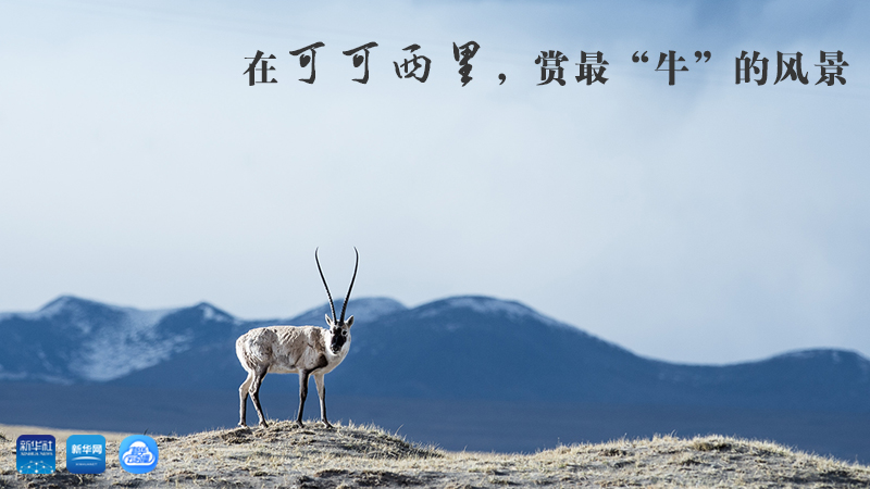 三江源慢直播丨在可可西里，賞最&ldquo;牛&rdquo;的美景