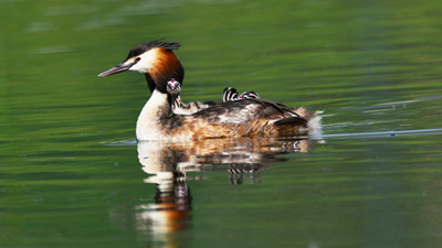 超有愛！看西寧北川河濕地公園鳳頭??花樣&ldquo;遛娃&rdquo;