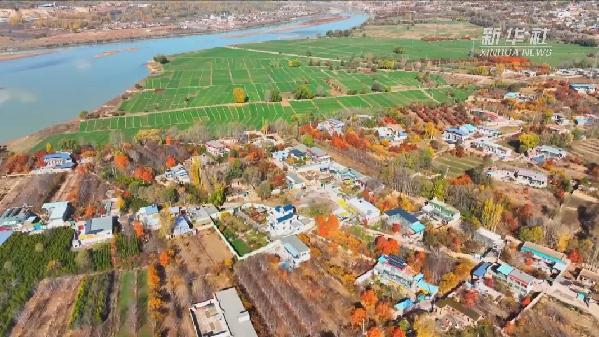 青海化?。喝f畝冬小麥染綠黃河畔