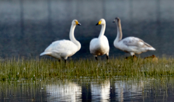 【青海年&middot;醉海東】冬游天鵝湖