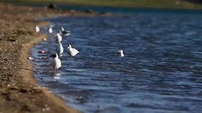 世界野生動植物日，帶您到青藏高原領(lǐng)略&ldquo;野生動物家園&rdquo;