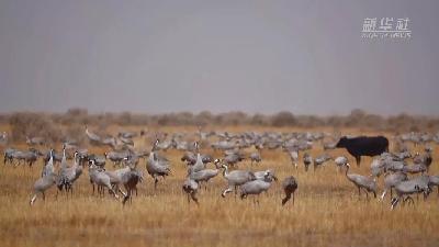 壯觀！遷徙灰鶴&ldquo;備降&rdquo;青海都蘭