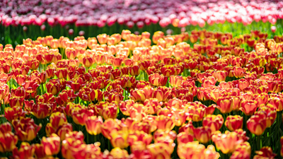 顏值爆表！青海西寧開(kāi)啟&ldquo;花城&rdquo;模式